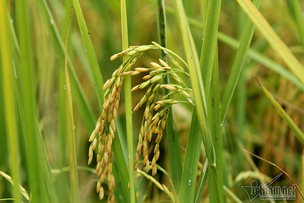 low emissionTran Thuong.jpg