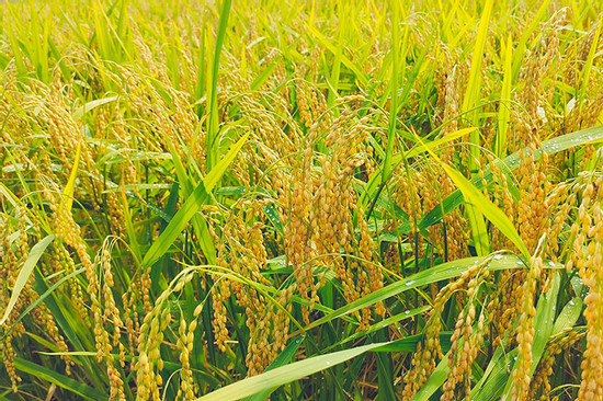 Mekong Delta farmers cultivating rice as part of VnSAT project