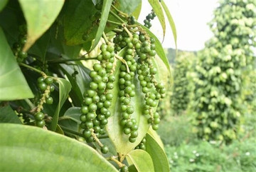 Vietnam's pepper export nears 500 million USD