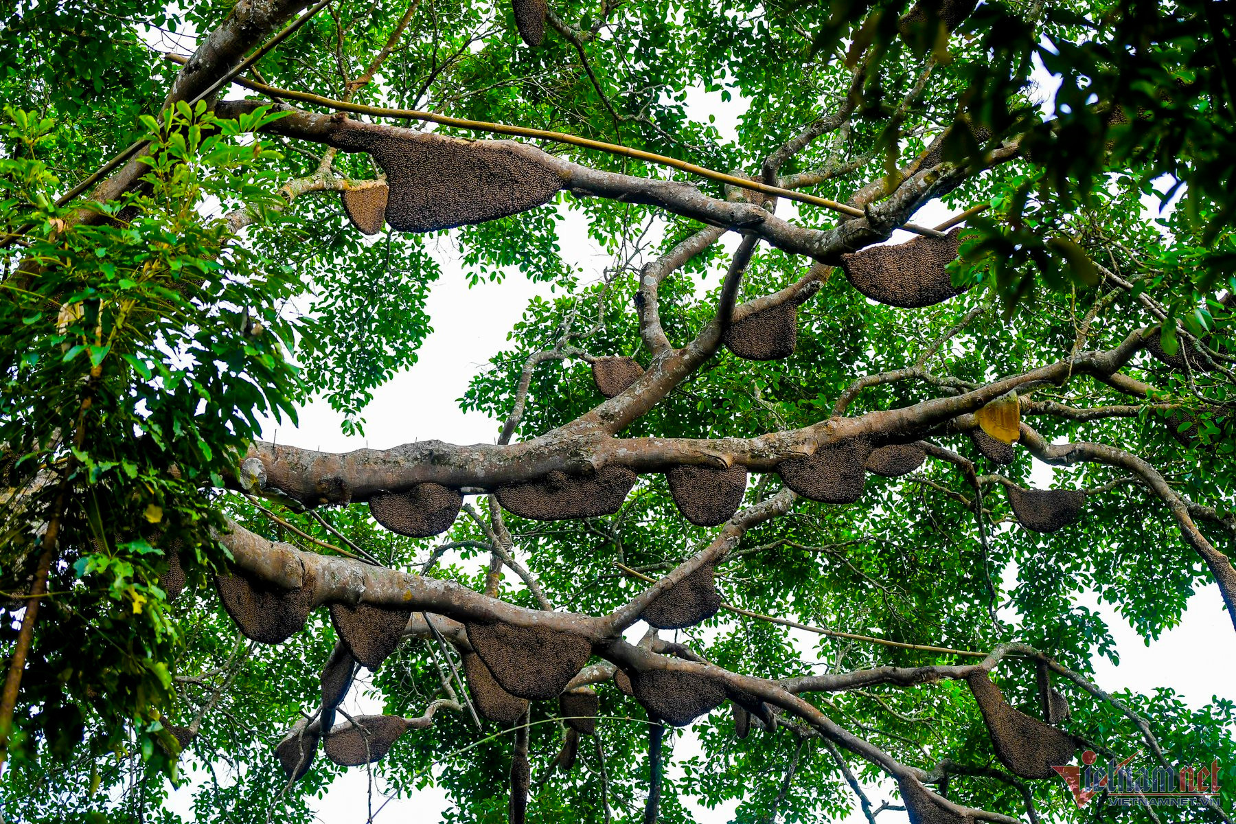 The untold story about banyan tree with 130 hives