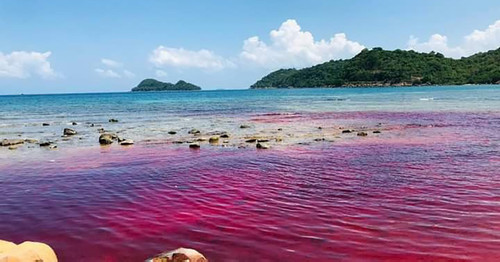 First-ever red tide phenomenon emerges on Phu Quoc Island