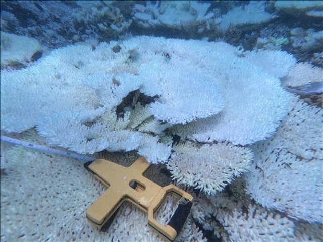 High water temperature causes mass coral bleaching, death in Con Dao: experts