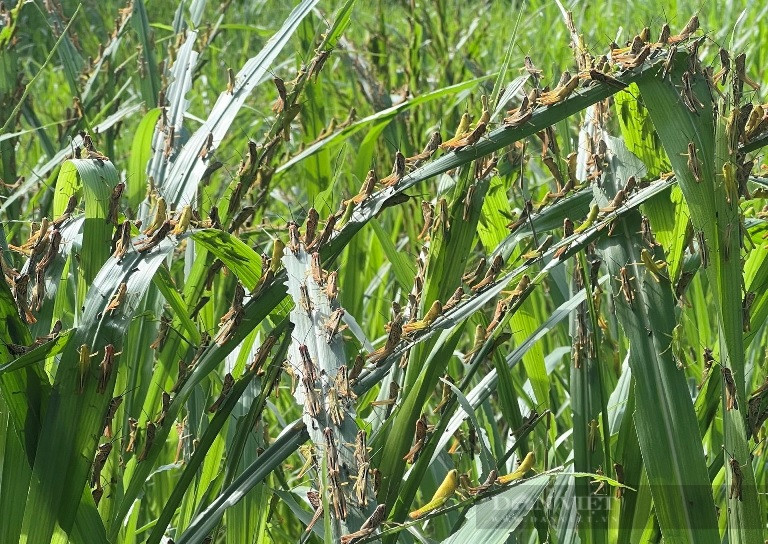 Urgent measures implemented as pests attack agricultural crops in 11 provinces