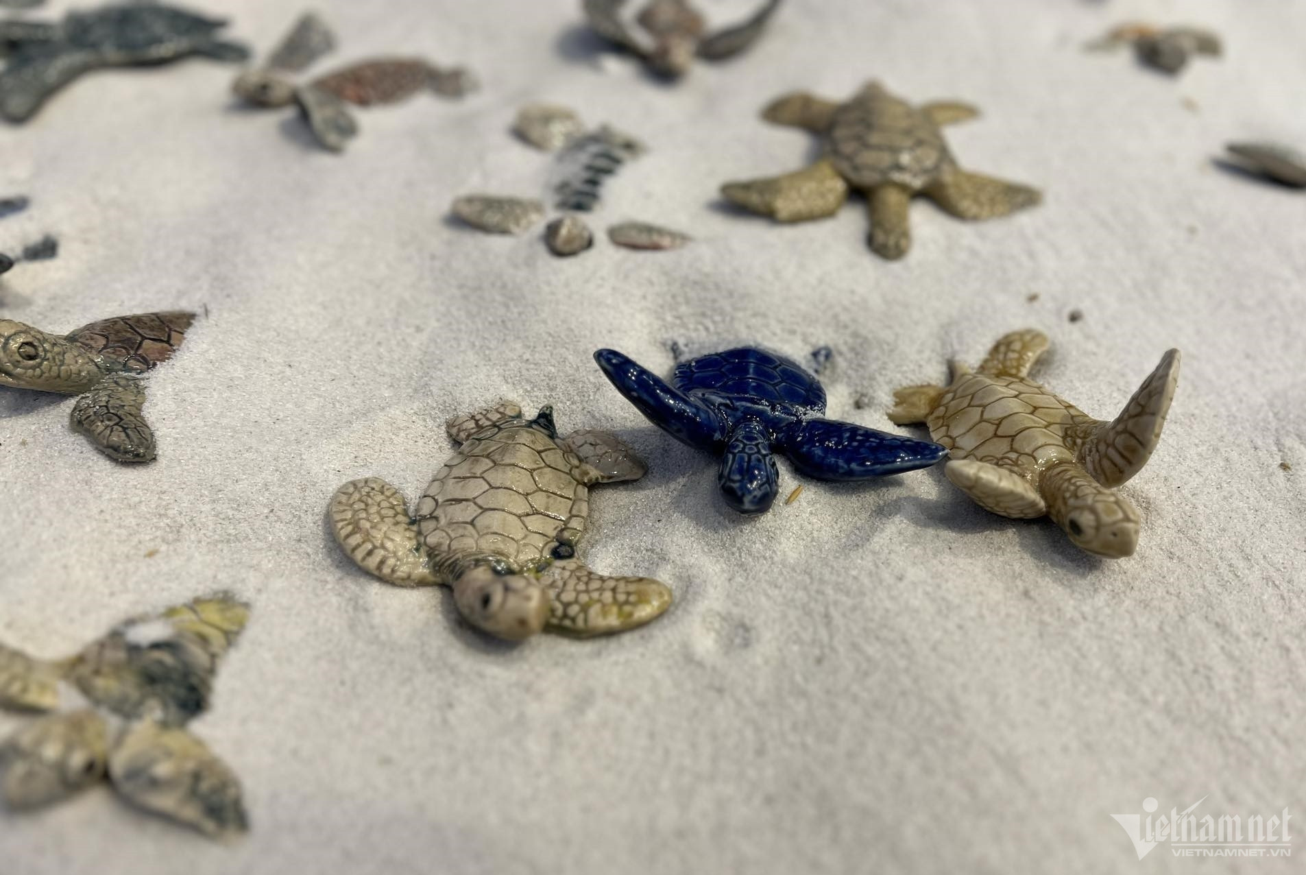 turtle exhibition12.jpg