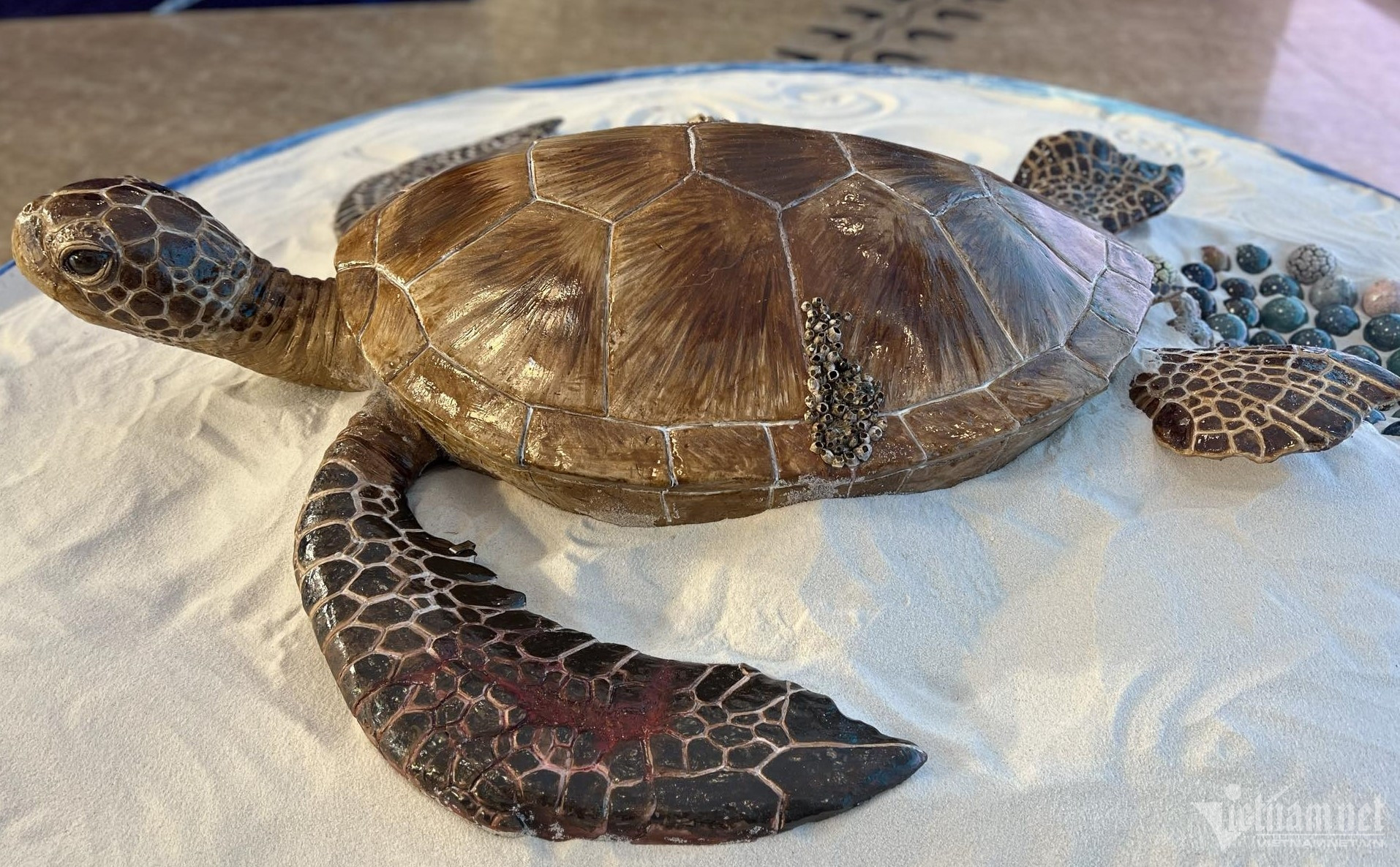 turtle exhibition3.jpg