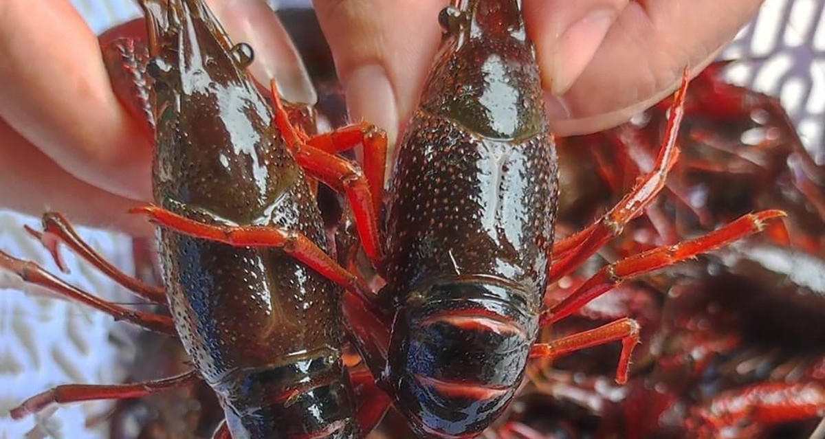 Chinese crayfish inundate Vietnamese markets, raising agricultural concerns