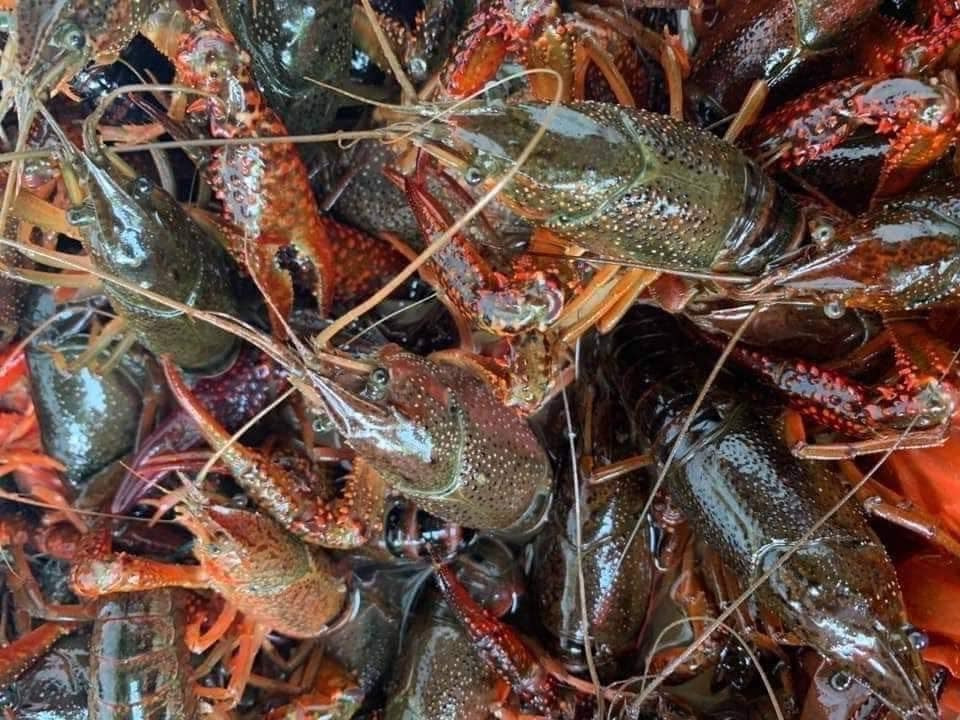 crawfish.jpg