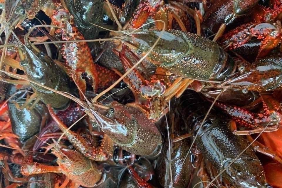 Exotic crawfish from China flood Vietnamese market, raising concerns