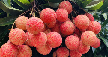 Record-high lychee prices in Vietnam as Chinese traders increase purchases