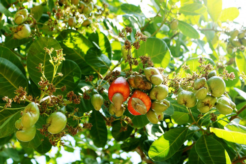 Farmers expand cashew tree cultivation for more carbon-credit sales