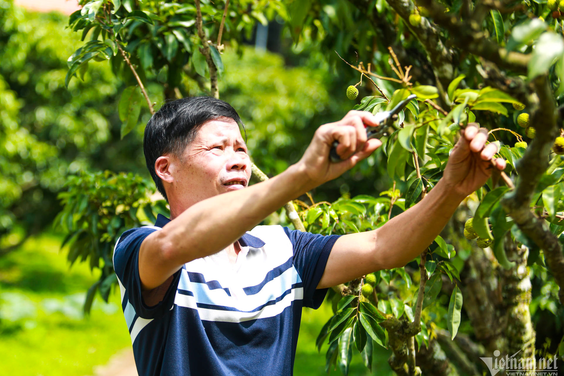 ‘Litchi metropolis’ sees biggest-ever crop failure, prices soar