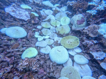 Mass coral bleaching reported in Con Dao
