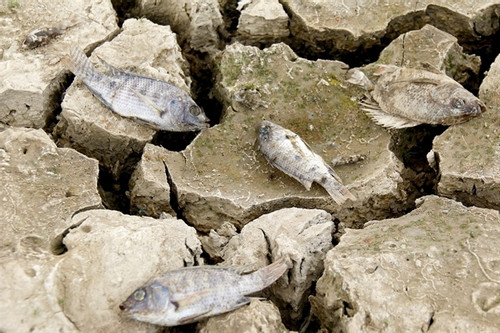 Mekong Delta faces severe drought, salinity concerns