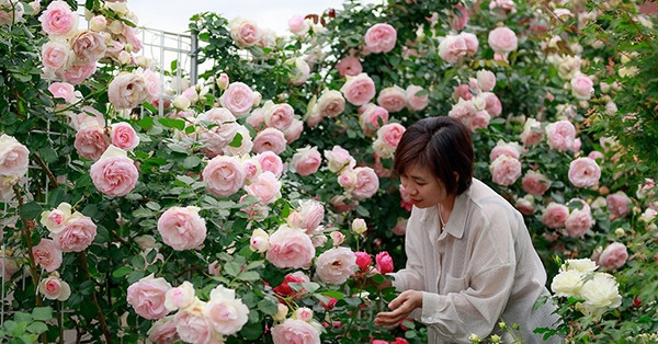 Passion for roses: Vietnamese woman's garden in Japan inspires community