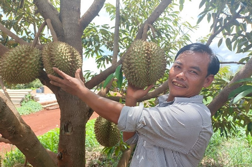 Local man grows durian on impoverished land in Gia Lai