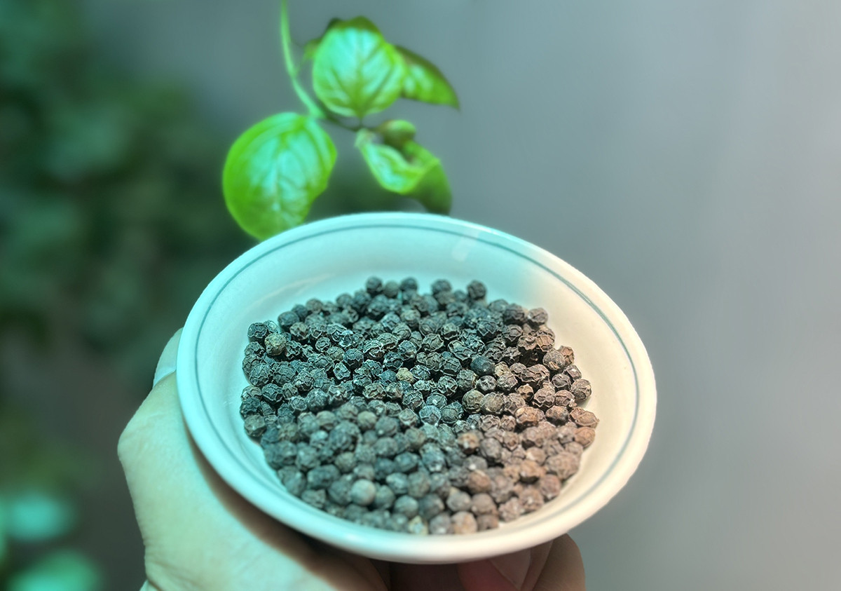 pepper PhamHai.jpg