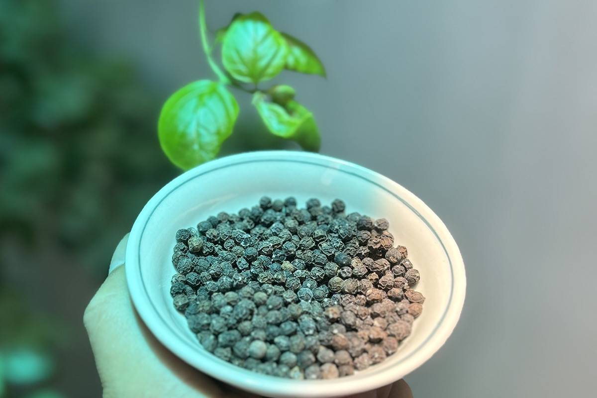 Pepper prices soar, Vietnam has largest stock in the world