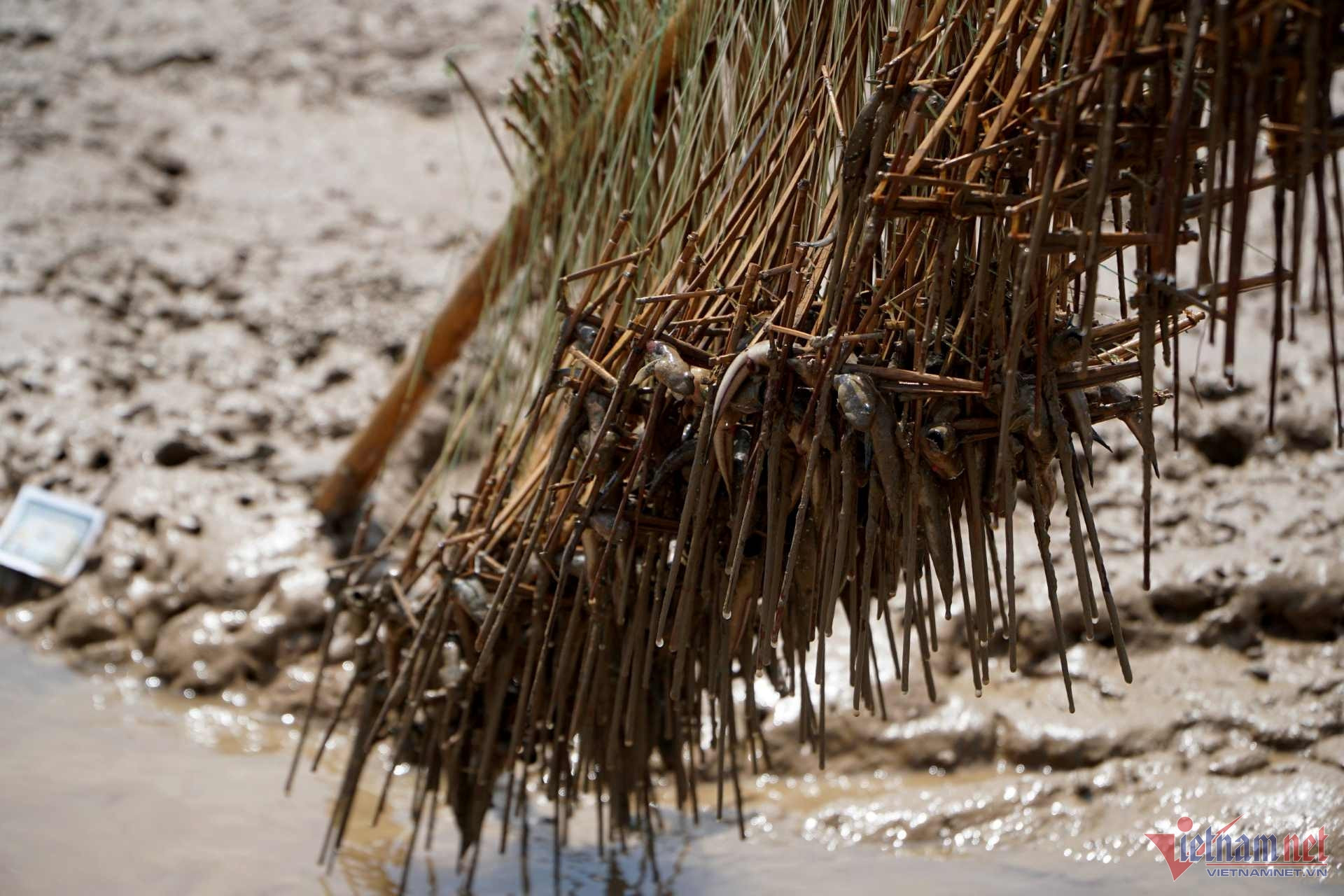 Thanh Hoa residents 'surf' on mudflats, catch tree-climbing fish