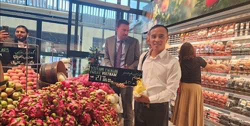 Vietnam exports red and yellow-fleshed dragon fruit to Saudi Arabia