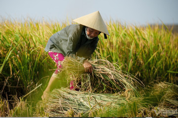 Farmers expect additional income from 'low-emission' rice cultivation