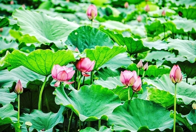 Hanoi to host first ever lotus festival