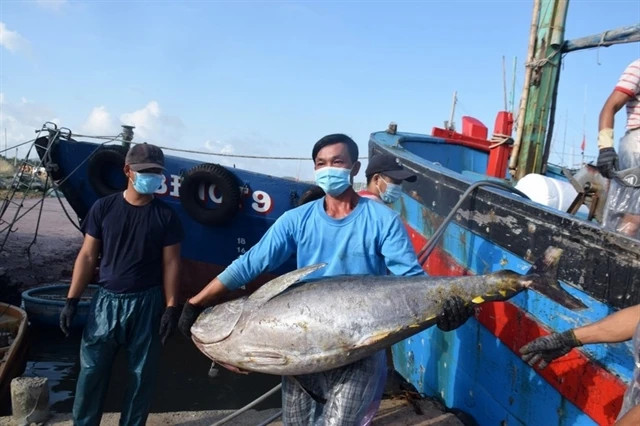 Binh Dinh Festival to promote sea tuna delicacies