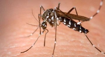Hanoi warned about more dengue fever cases as Breteau index exceeds threshold