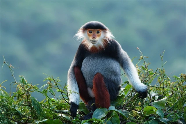 Quang Ngai, Da Nang approve endangered langurs conservation projects