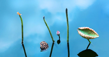 Lotus splendor: Capturing the timeless beauty of Vietnam's national flower