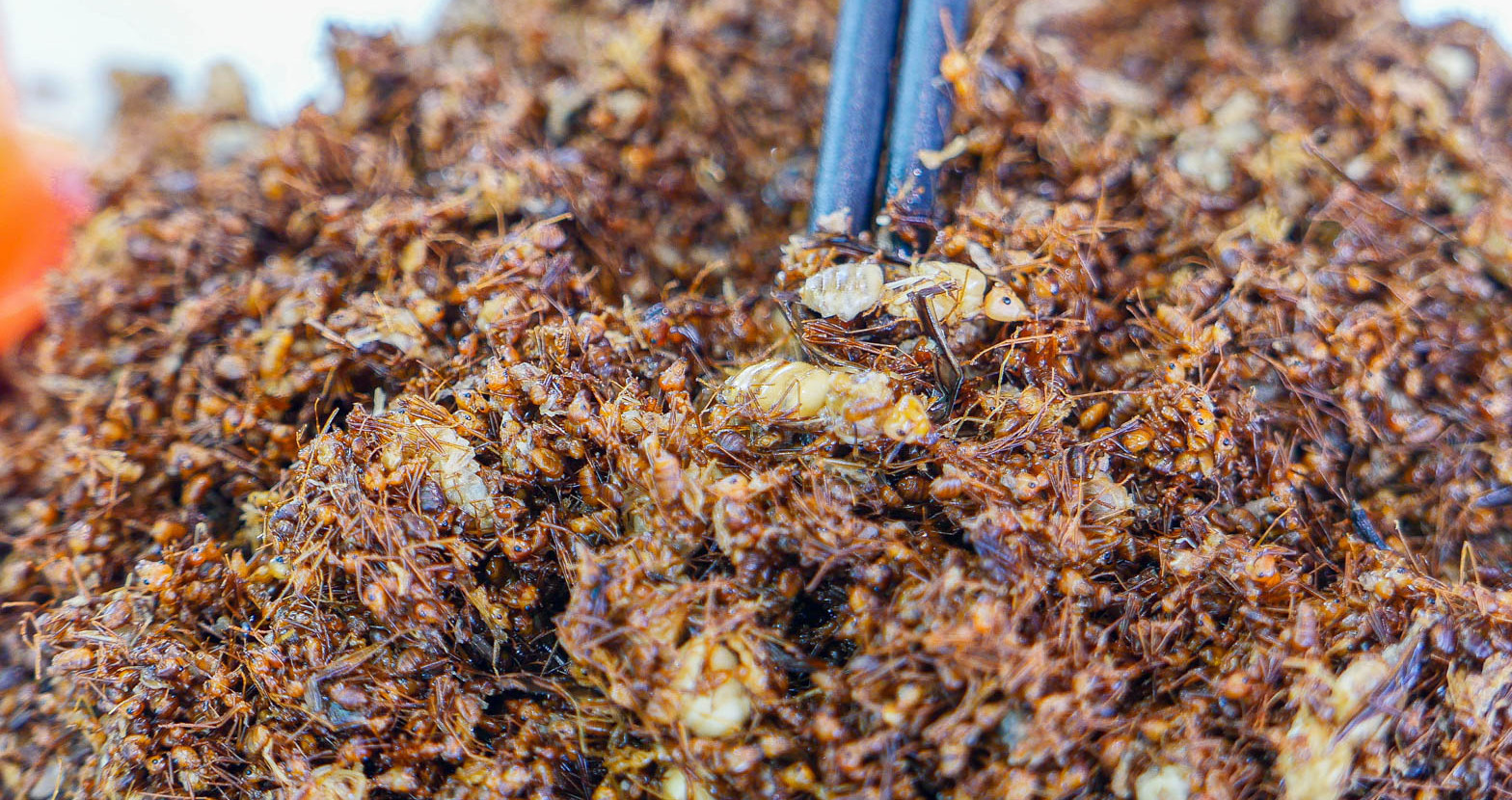 Sour ant salad: A Thai delicacy in Mai Chau that stuns and delights