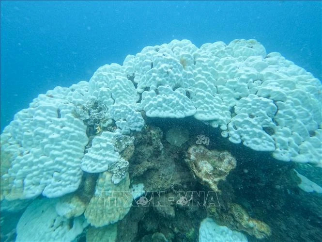 Swimming, coral viewing suspended at certain locations in Con Dao national park