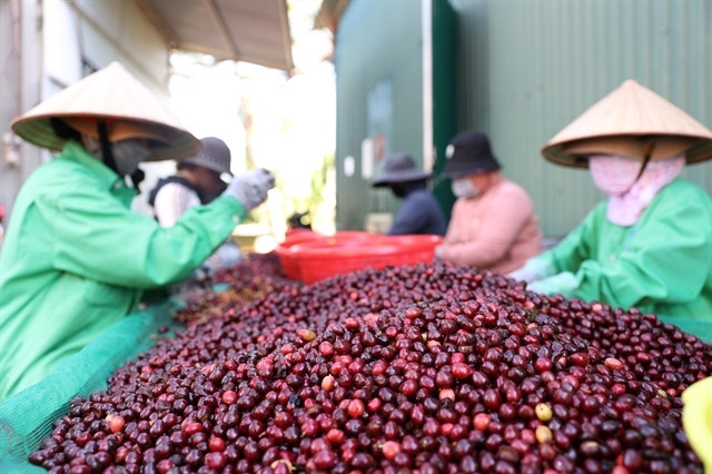 VN coffee exports reach $2.9 billion in five months, up 43.9%