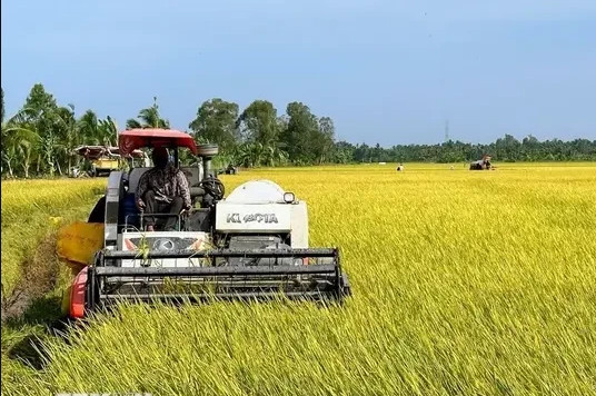Int’l rice research institute interested in VN high-quality rice project