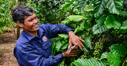 VN coffee growers double income with carbon-emission reduction scheme