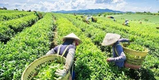 Tea exports enjoy double-digit growth in first half