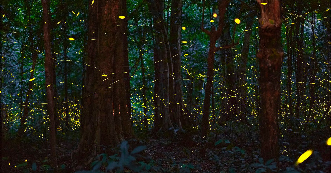 Discover the nightlife of Cuc Phuong: Fireflies and wildlife tours begin