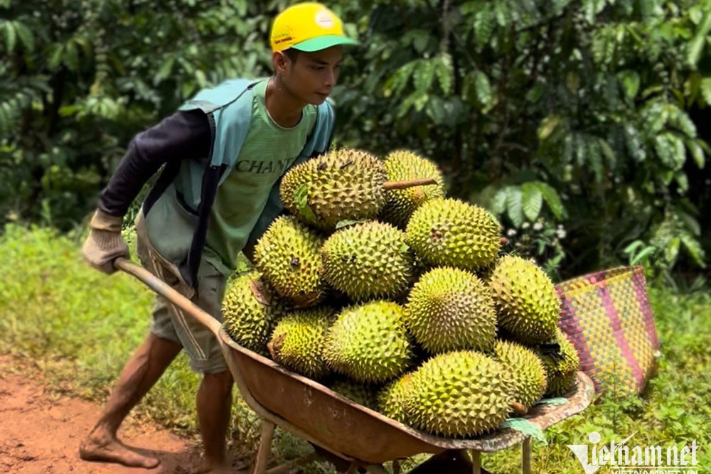 Foreign importers rush to place orders, Vietnam’s farm exports boom