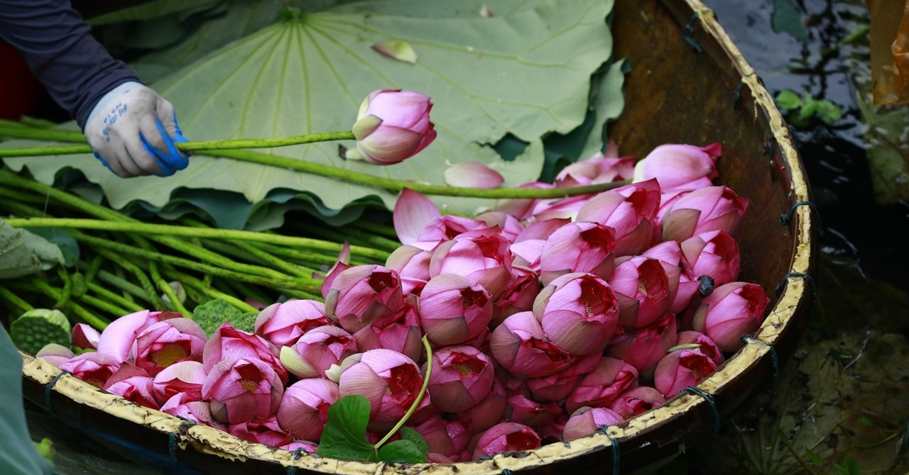 Hanoi launches new tourism tours showcasing unique lotus products