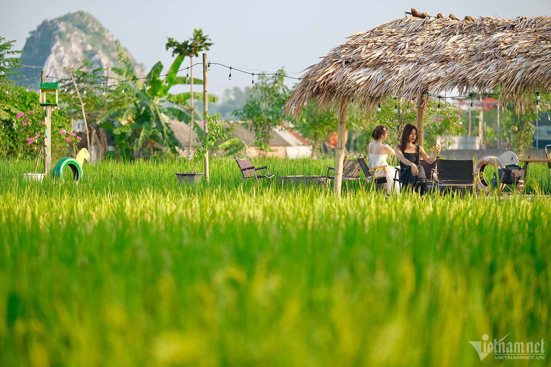 Capturing nature's beauty: A coffee shop in Hanoi's rice fields