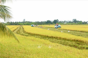 Quality varieties spur Vietnamese rice industry's growth: experts