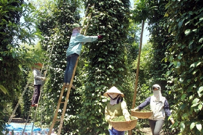 US becomes top market for Vietnamese pepper exports