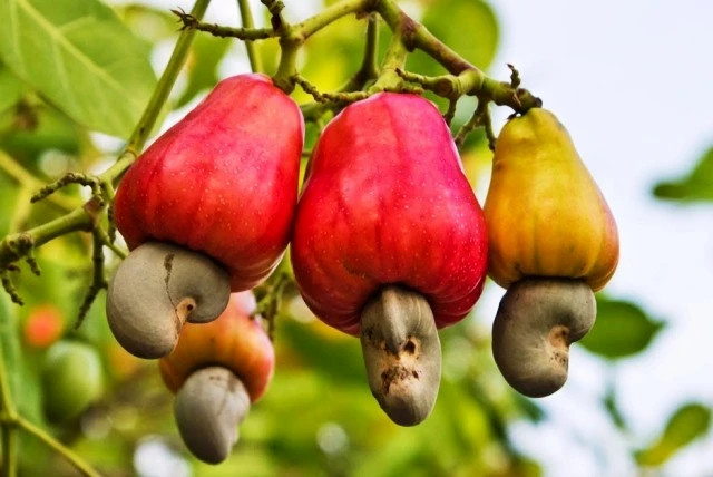 Cambodia is Vietnam's largest source of cashew nuts