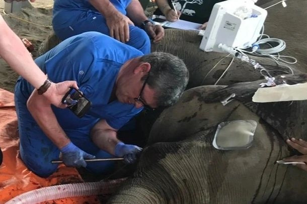 Foreign experts remove tusks to save eight-year-old elephant