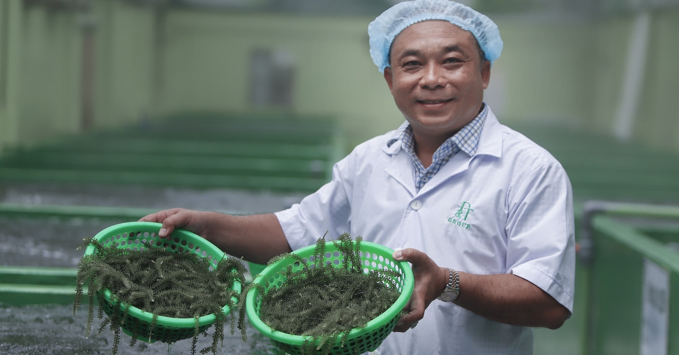 Khanh Hoa's green revolution: Sea grapes transform lives and environment