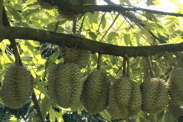 Growing durian, farmers pocket VND1 trillion a year