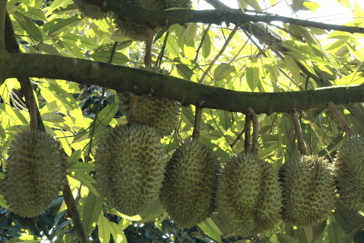 Growing durian, farmers pocket VND1 trillion a year