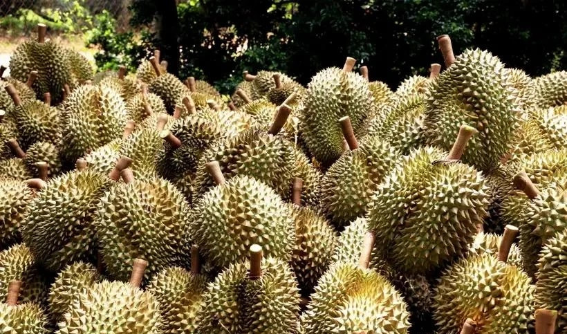 Insiders optimistic about durian export to China