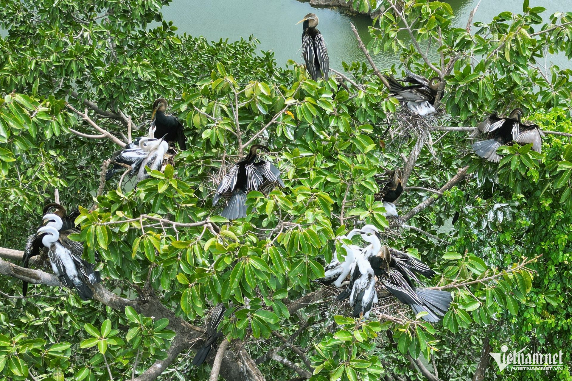 W-chim co ran dong nai8.jpg