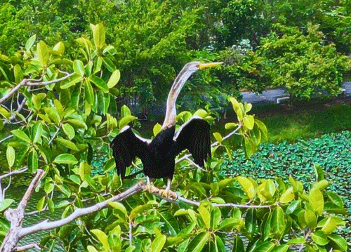 Over 100 endangered Anhinga spotted at Dong Nai Province's tourist site