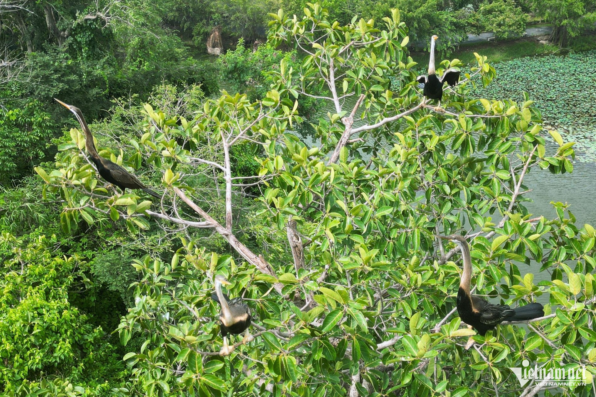 W-chim co ran dong nai7.jpg